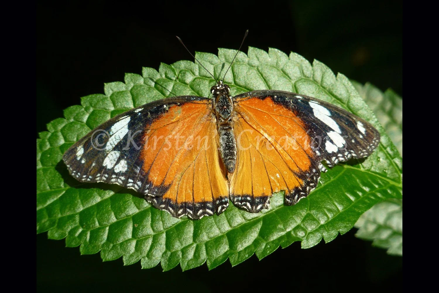danaid-eggfly-butterfly-female-2x3.jpg