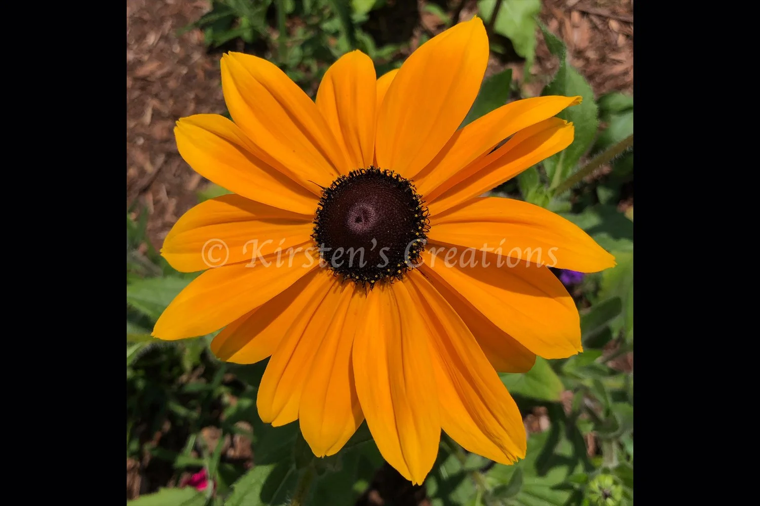 yellow-black-eyed-susan-2x3.jpg