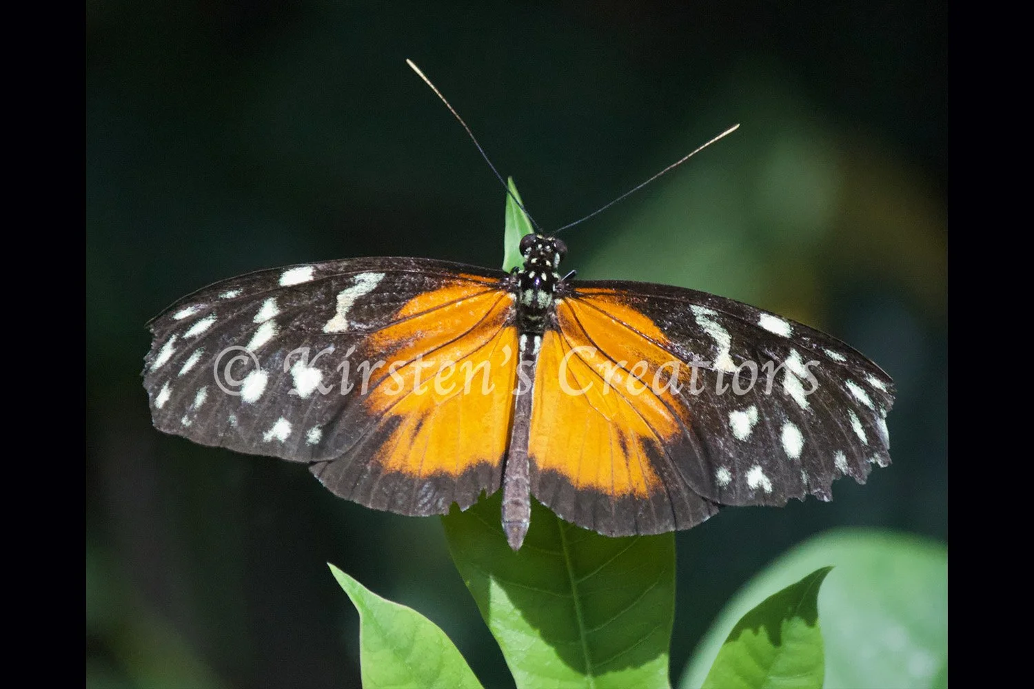 tiger-longwing-leaf-tip-2x3.jpg