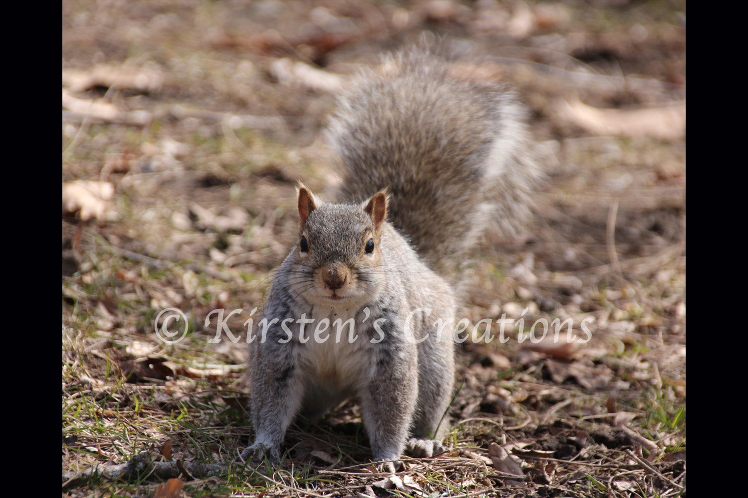 squirrel-scampering-2x3.jpg