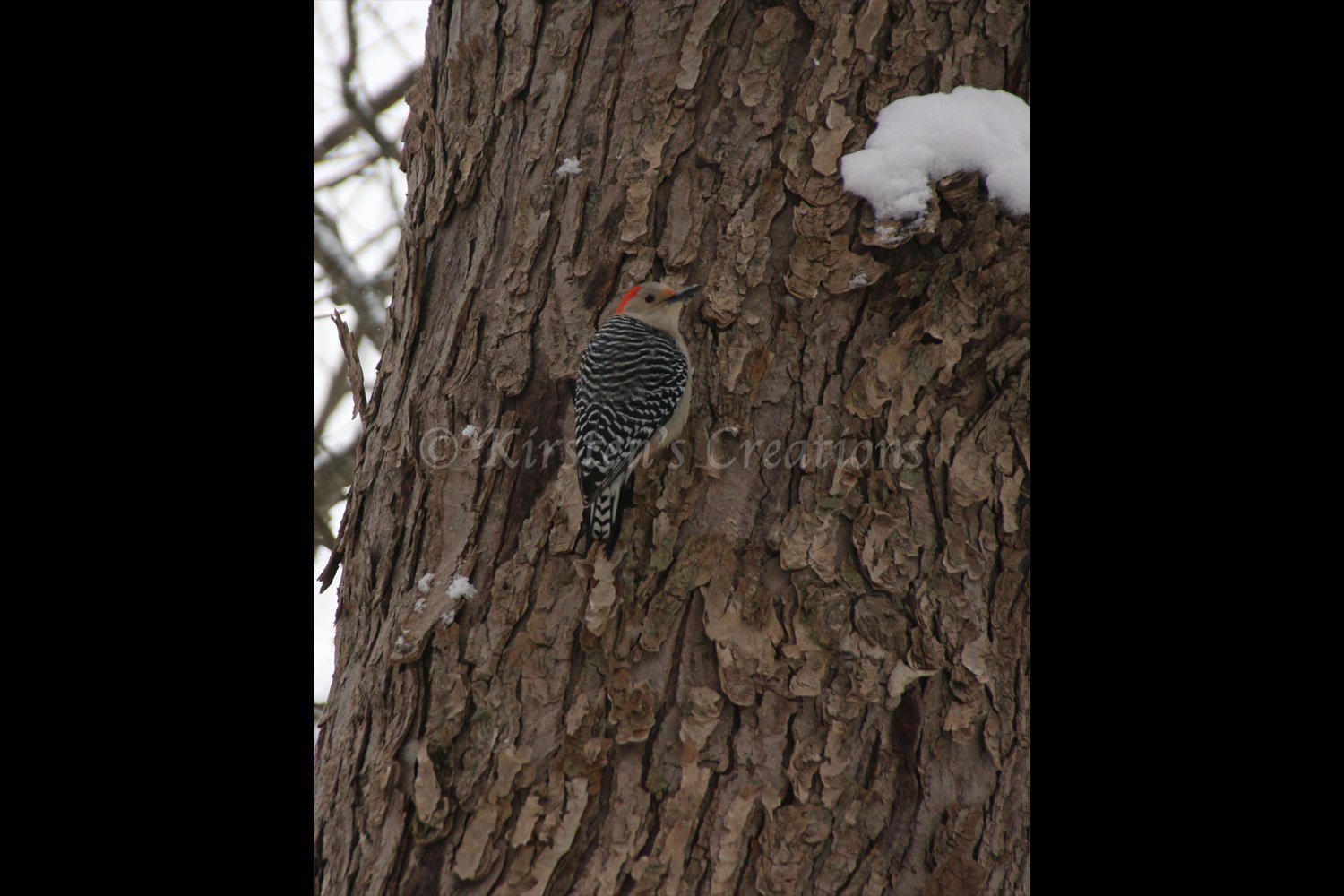 red-bellied-woodpecker-2x3.jpg