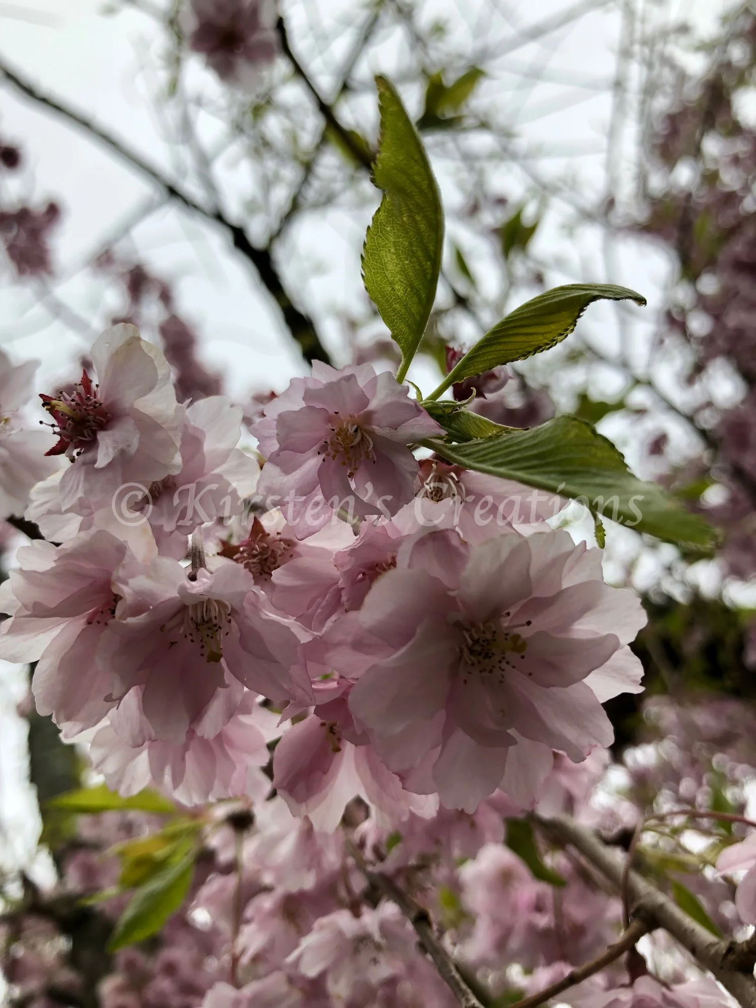 cherry-blossom-closeup.jpg