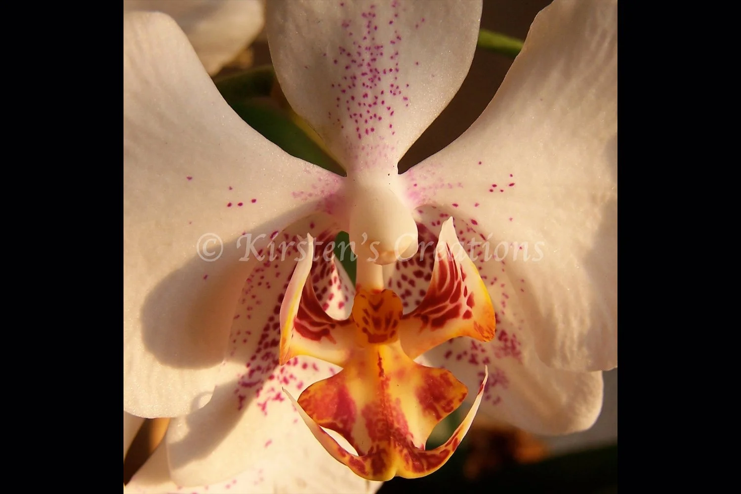 White Orchid