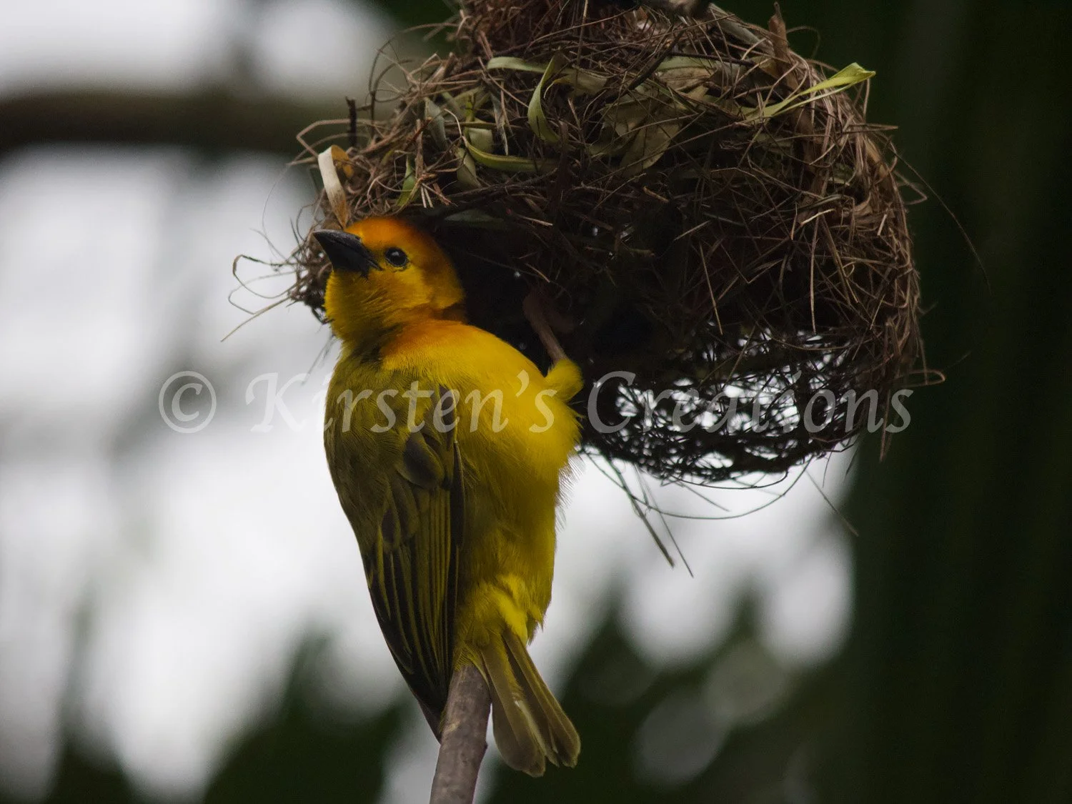 hanging-around-weaver.jpg