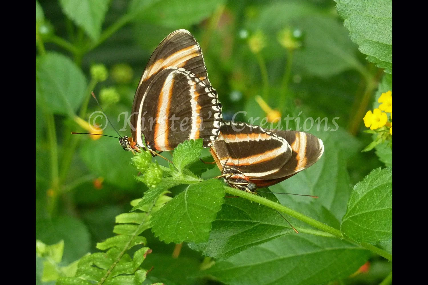 banded-orange-heliconian-butterfly-pair-2x3.jpg