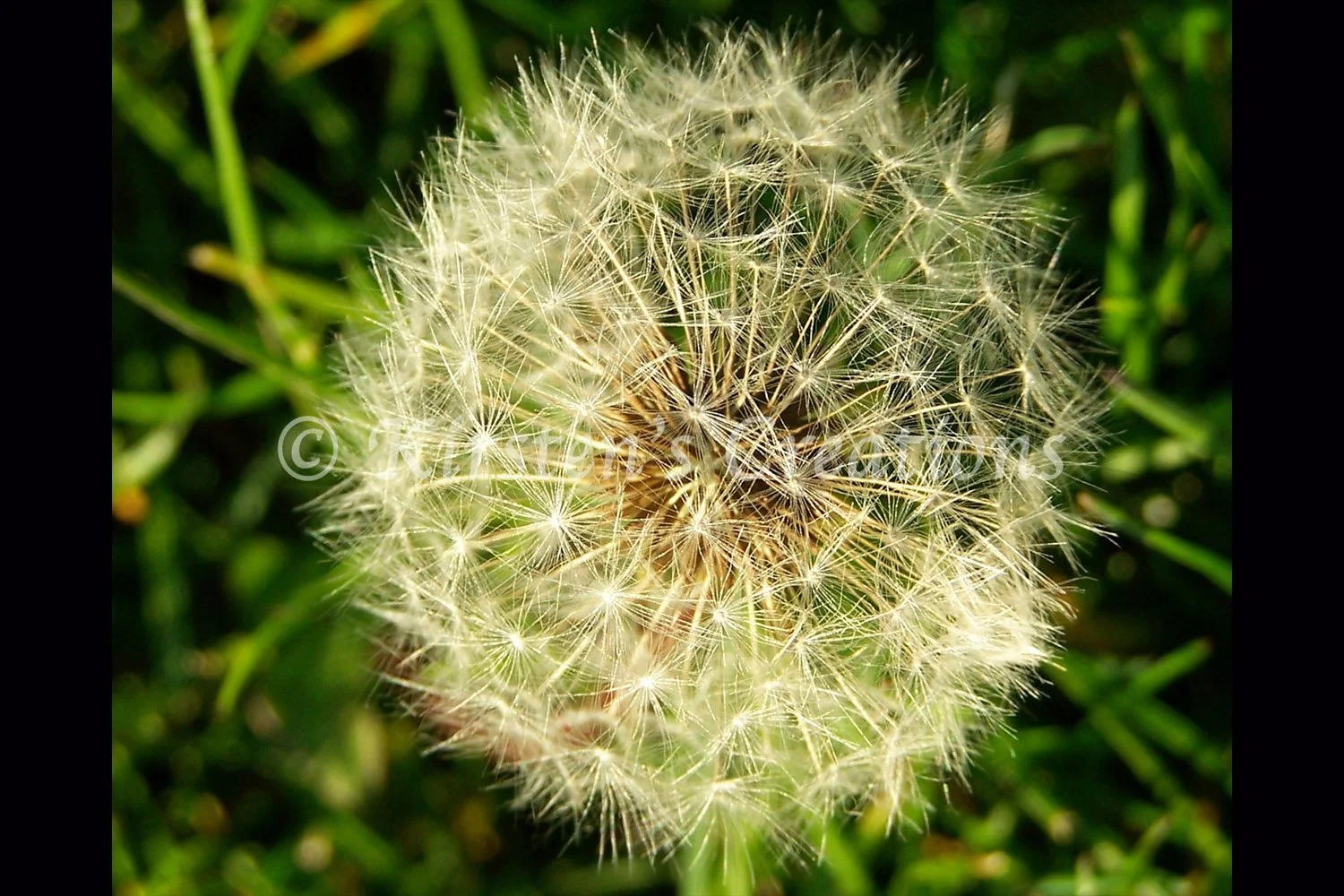dandelion-2x3.jpg