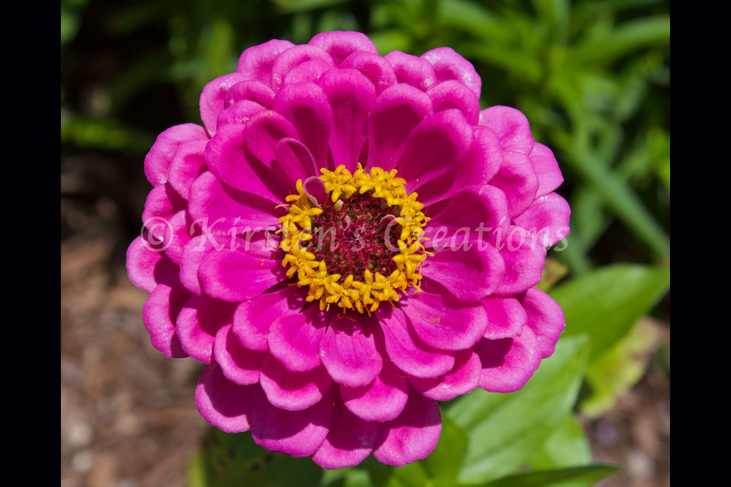 pink-zinnia-2x3.jpg