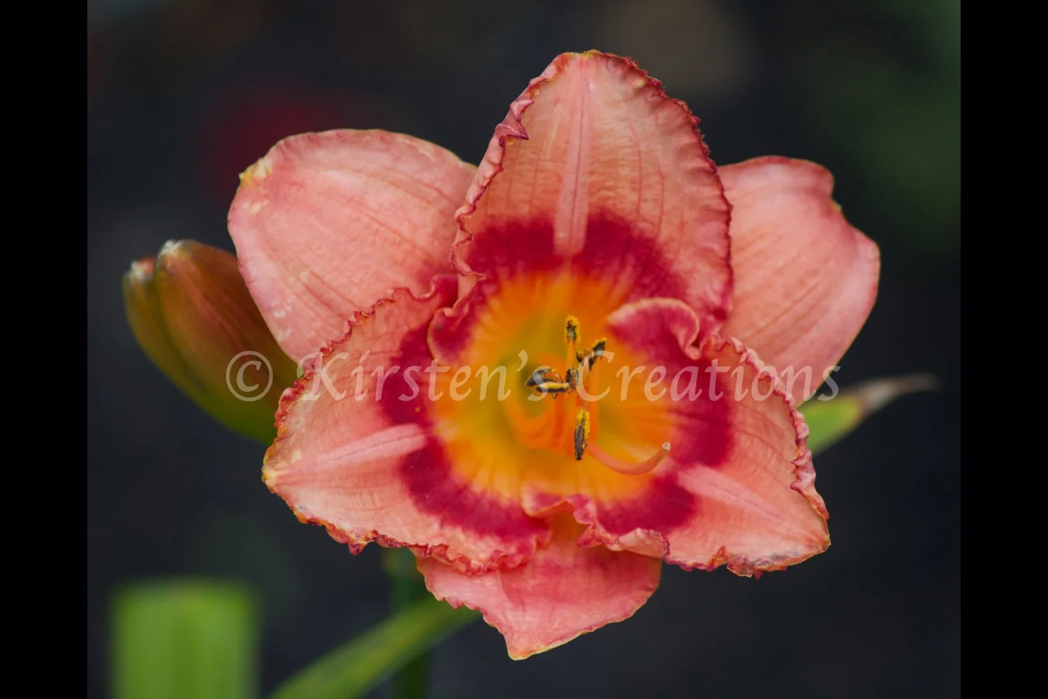strawberry-candy-daylily-2x3.jpg