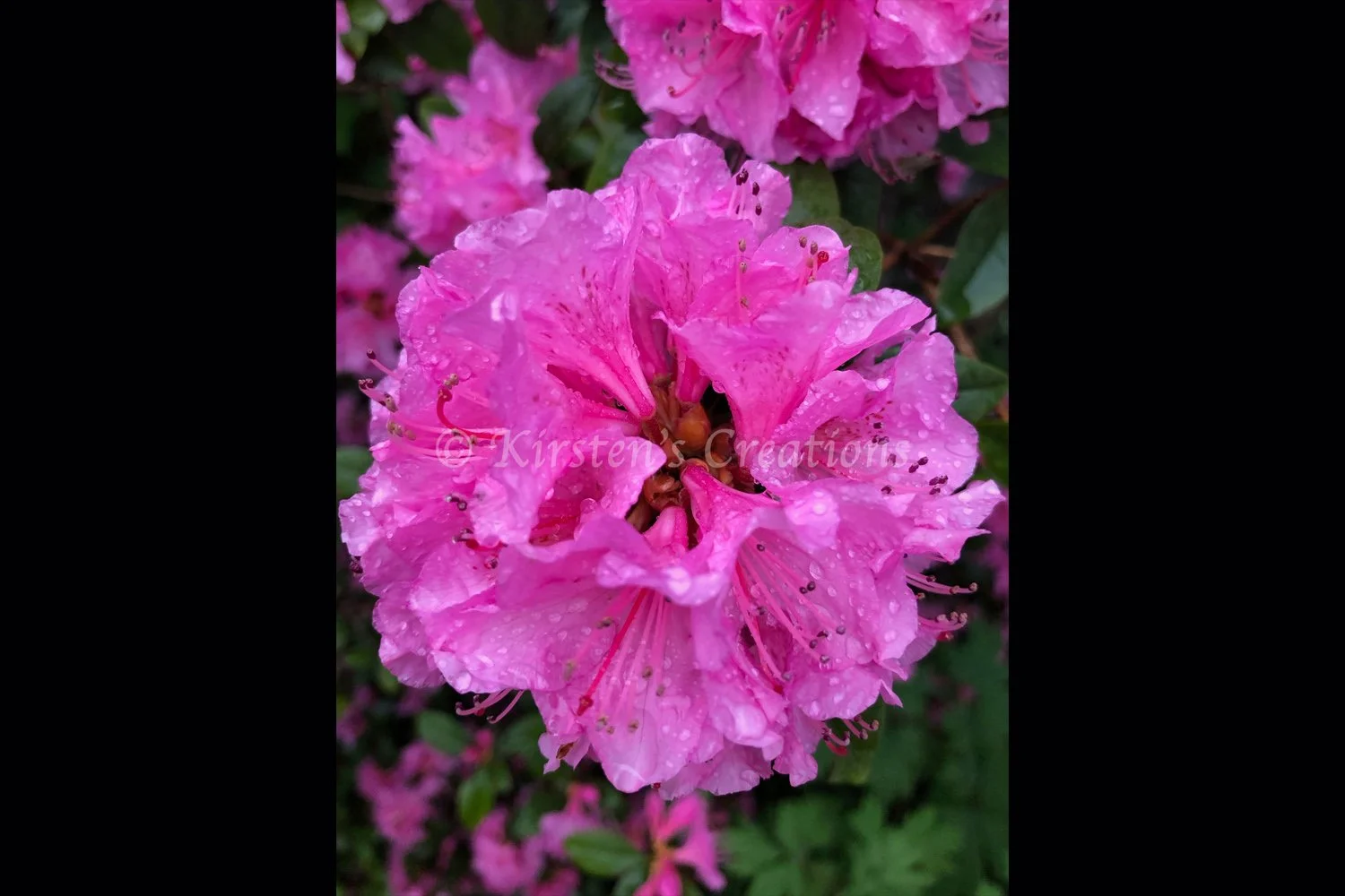 pink-rhododendron-2x3.jpg