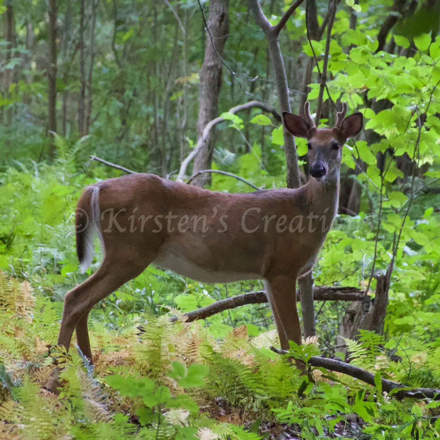 young-buck.jpg