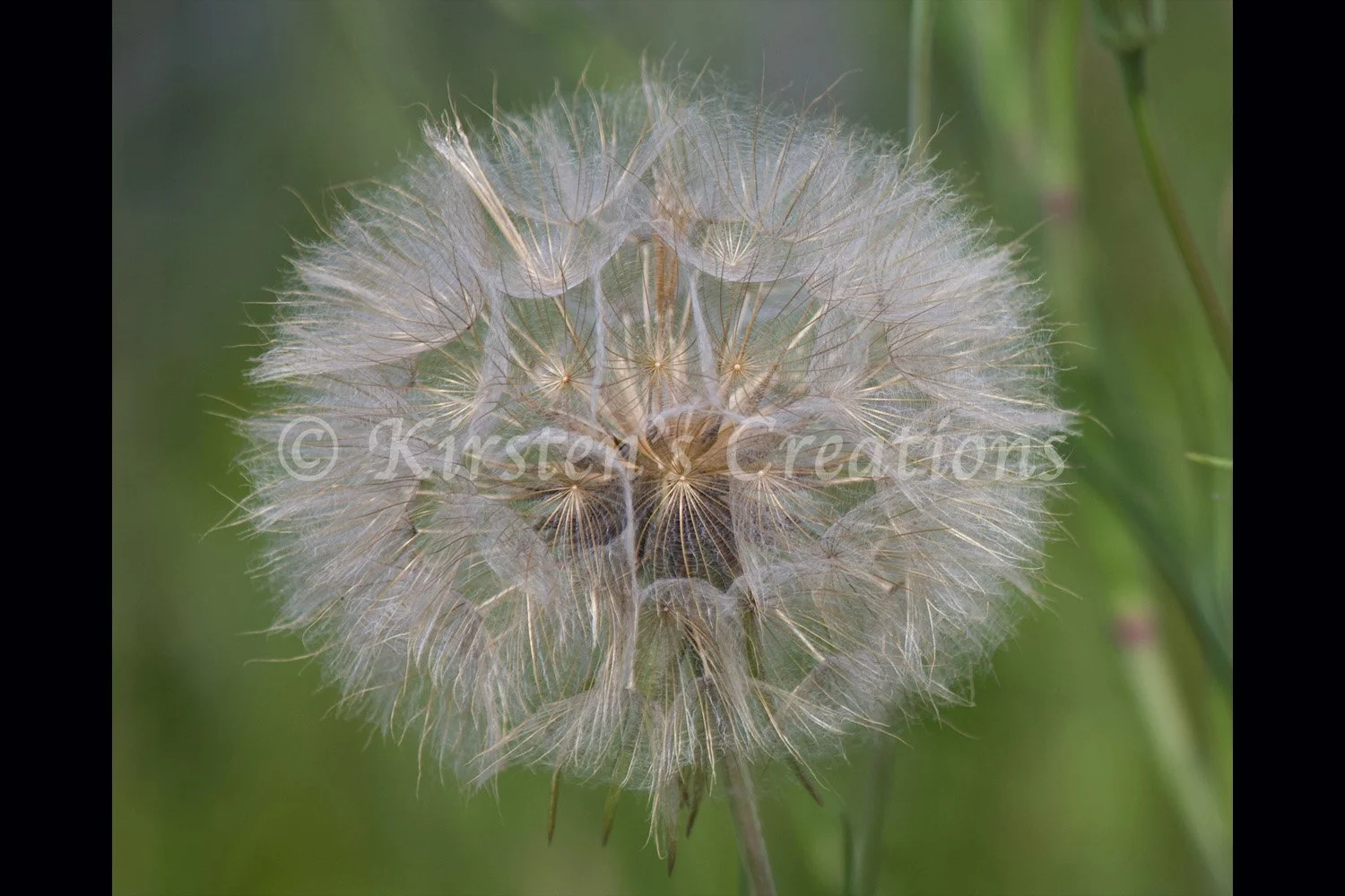 meadow-salsify-2x3.jpg
