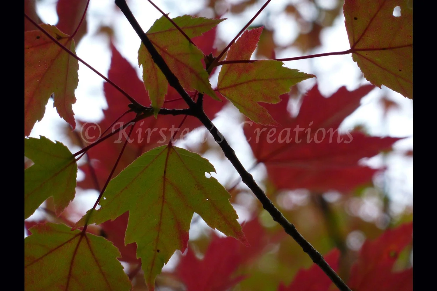 leaves-closeup-2x3.jpg