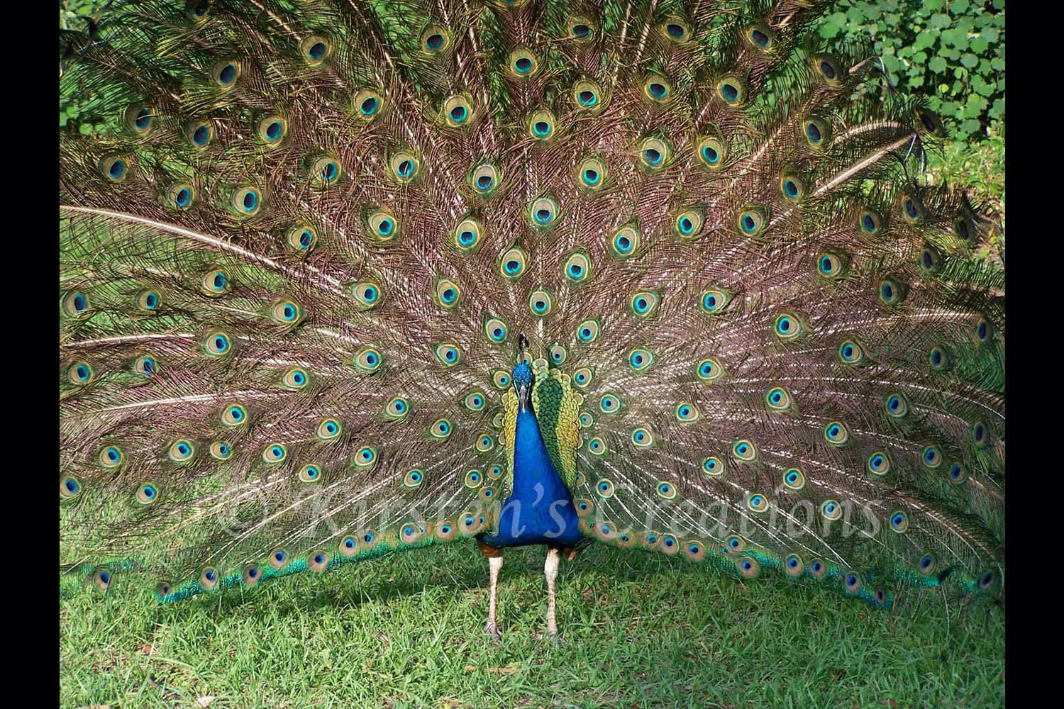Peacock