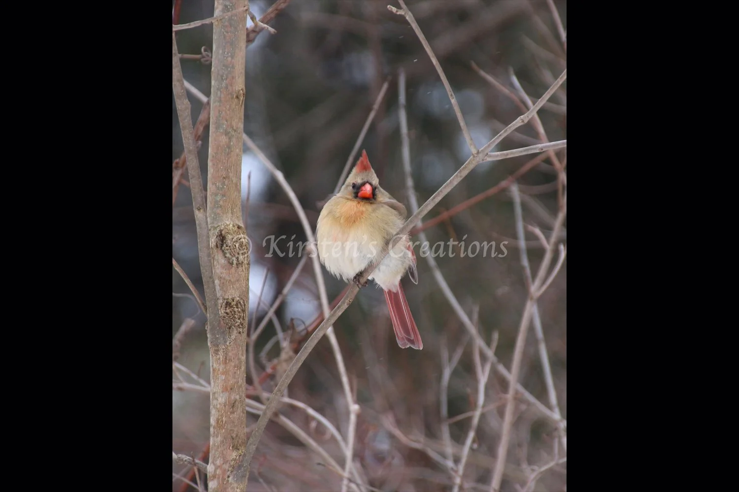 cardinal-female-2x3.jpg