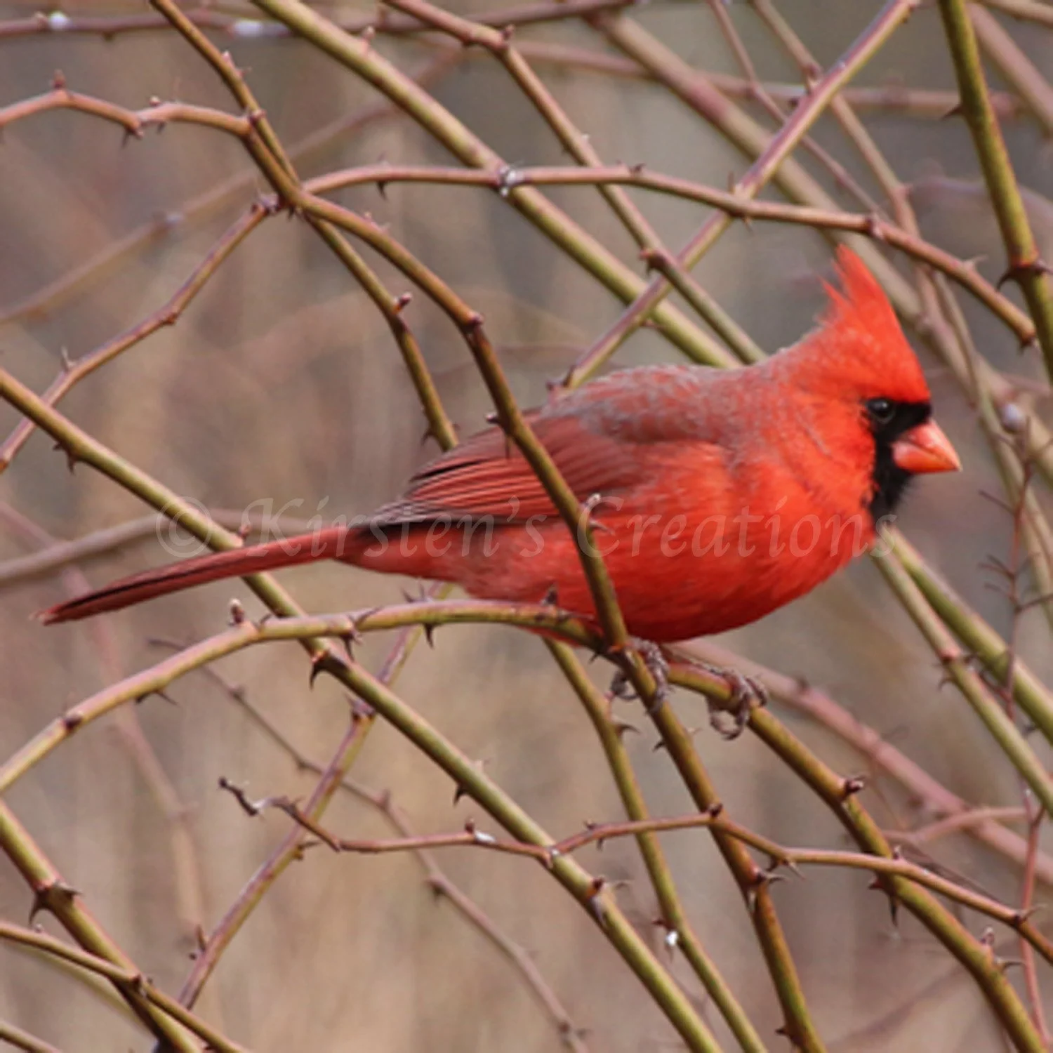 cardinal-connection.jpg