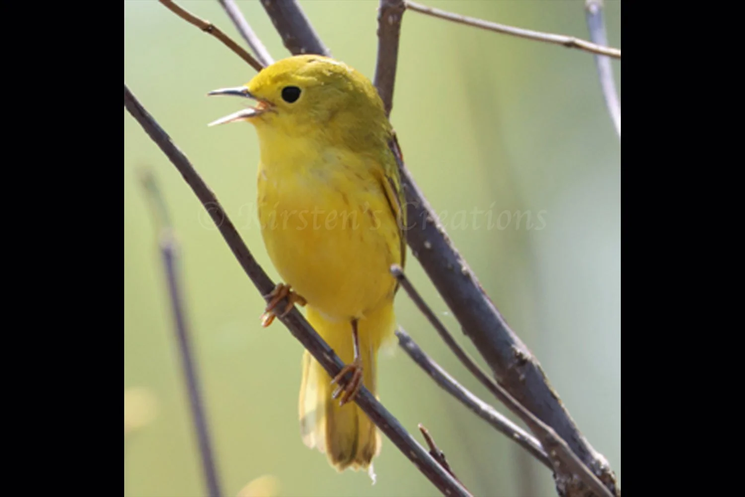 yellow-warbler-2x3.jpg