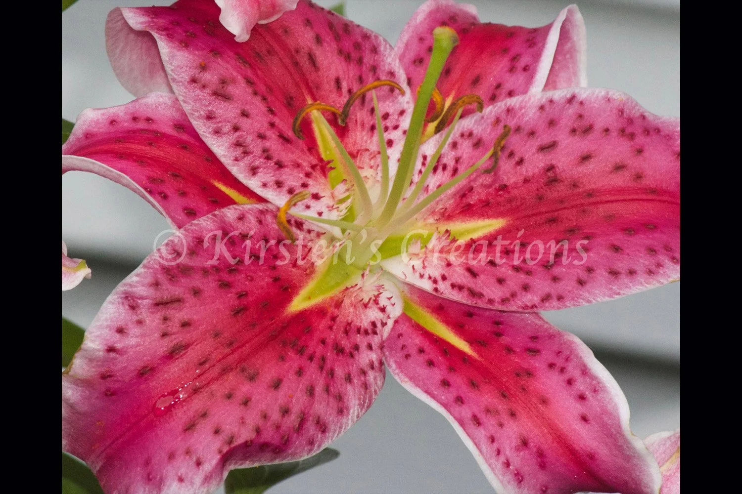 stargazer-lily-2x3.jpg