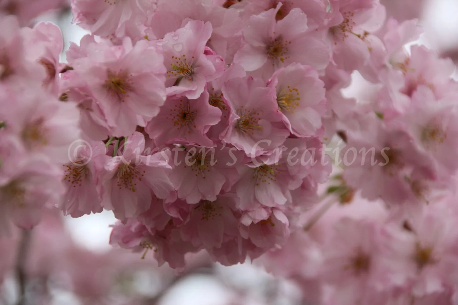pink-cherry-blossom-bunch.jpg