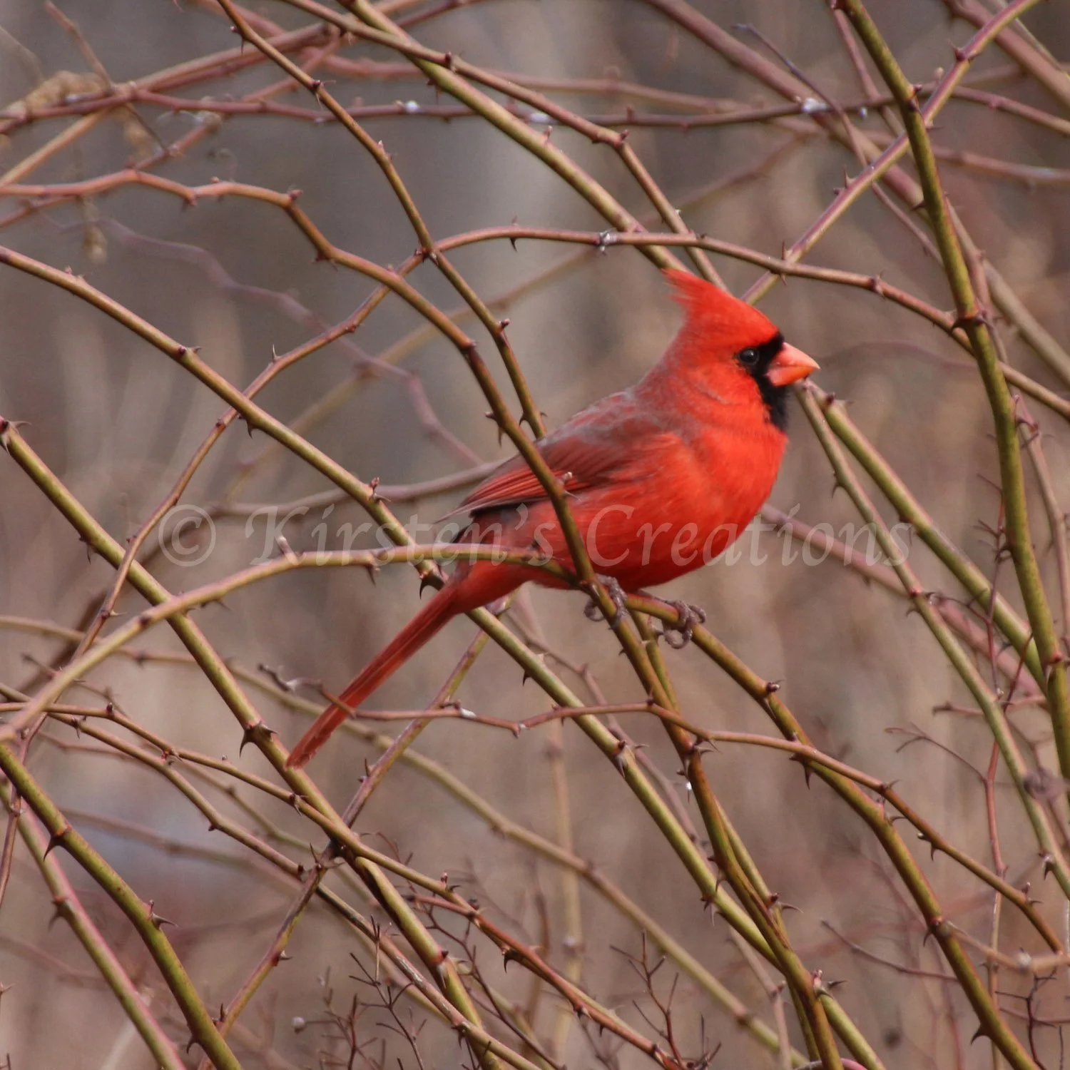 Beauty Among The Thorns