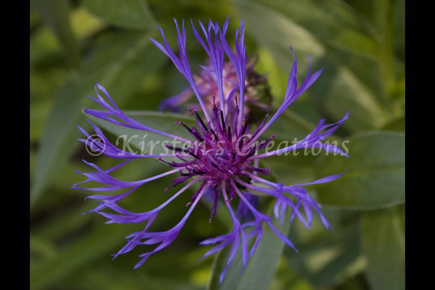 mountain-bluet-2x3.jpg