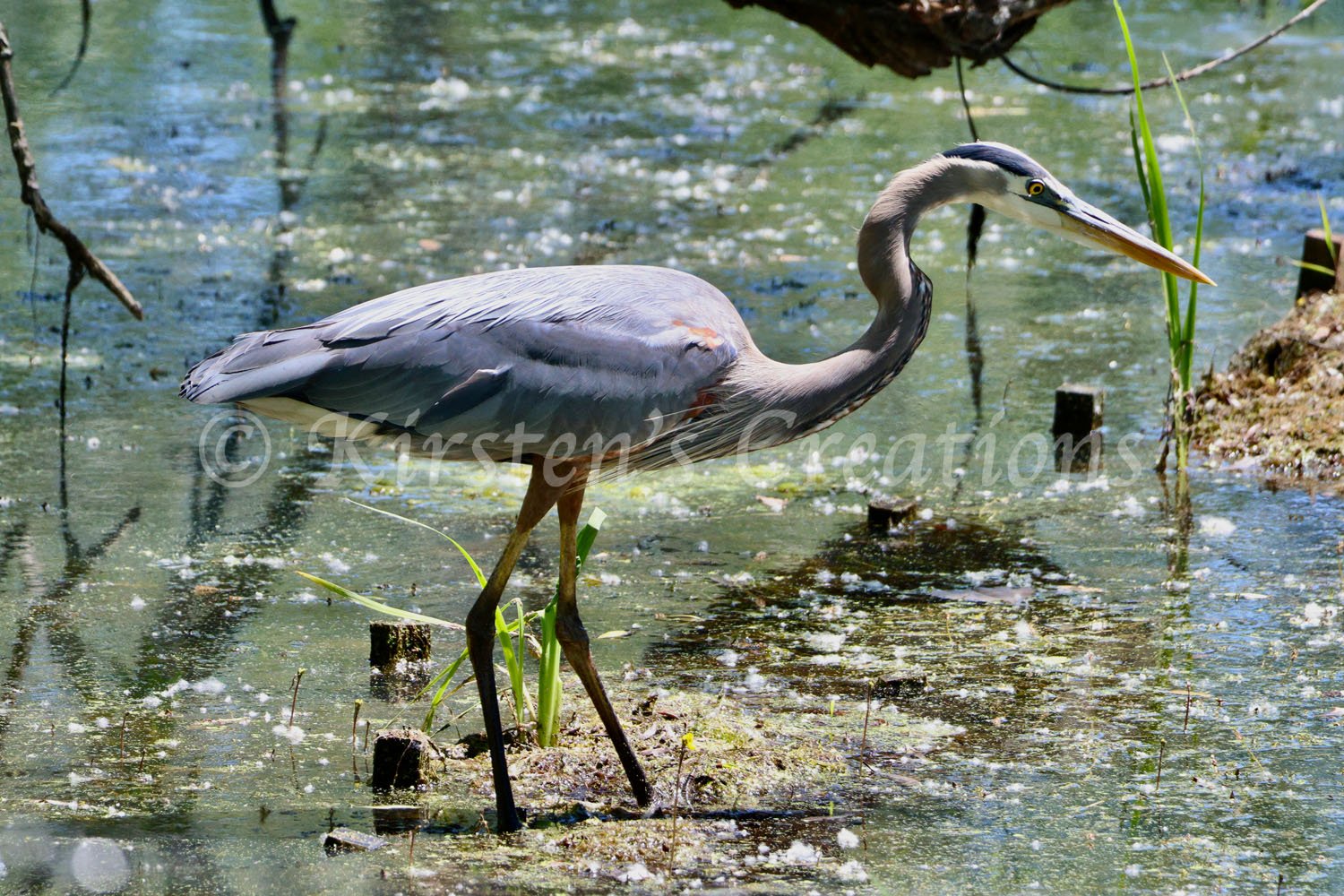 heron-beauty.jpg