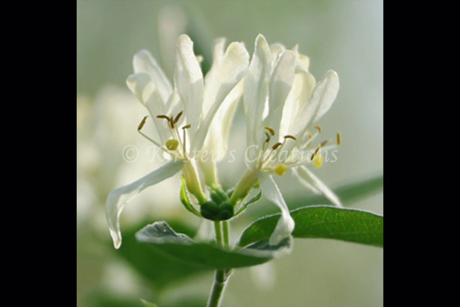 white-honeysuckle.jpg