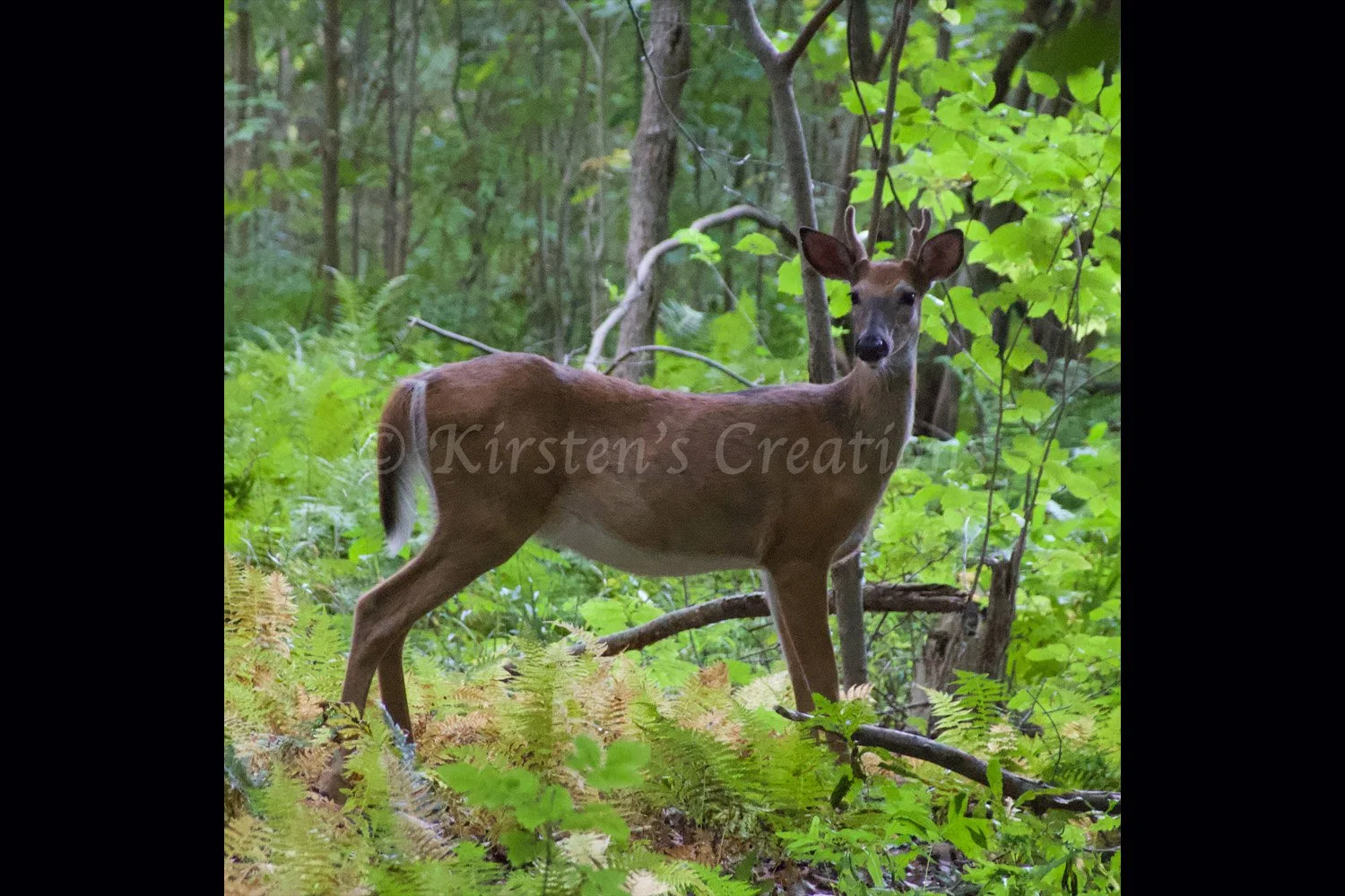 young-buck-2x3.jpg