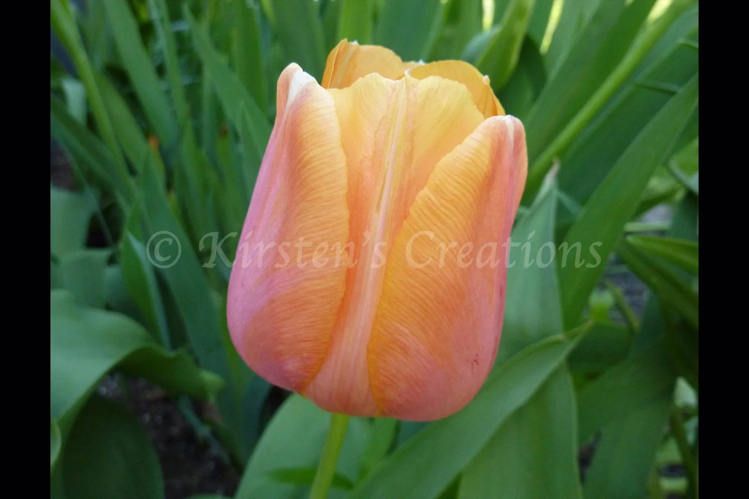 tulip-2x3.jpg