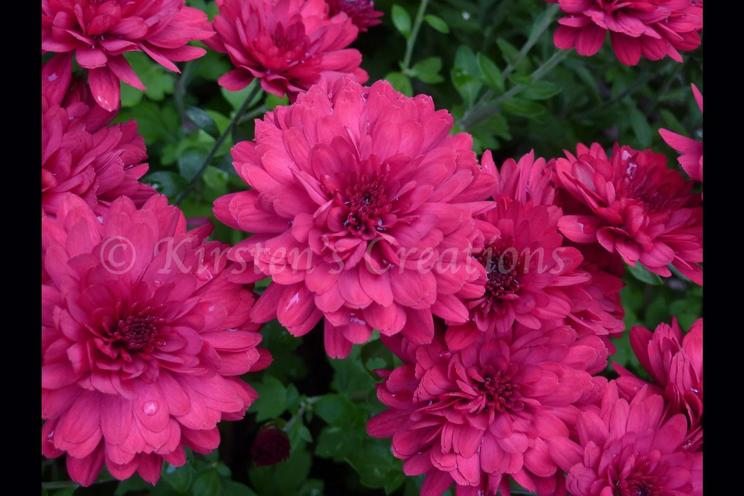 red-mum-in-rain-2-2x3.jpg
