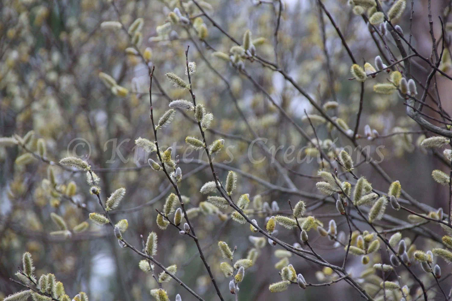 pussy-willow-changes.jpg