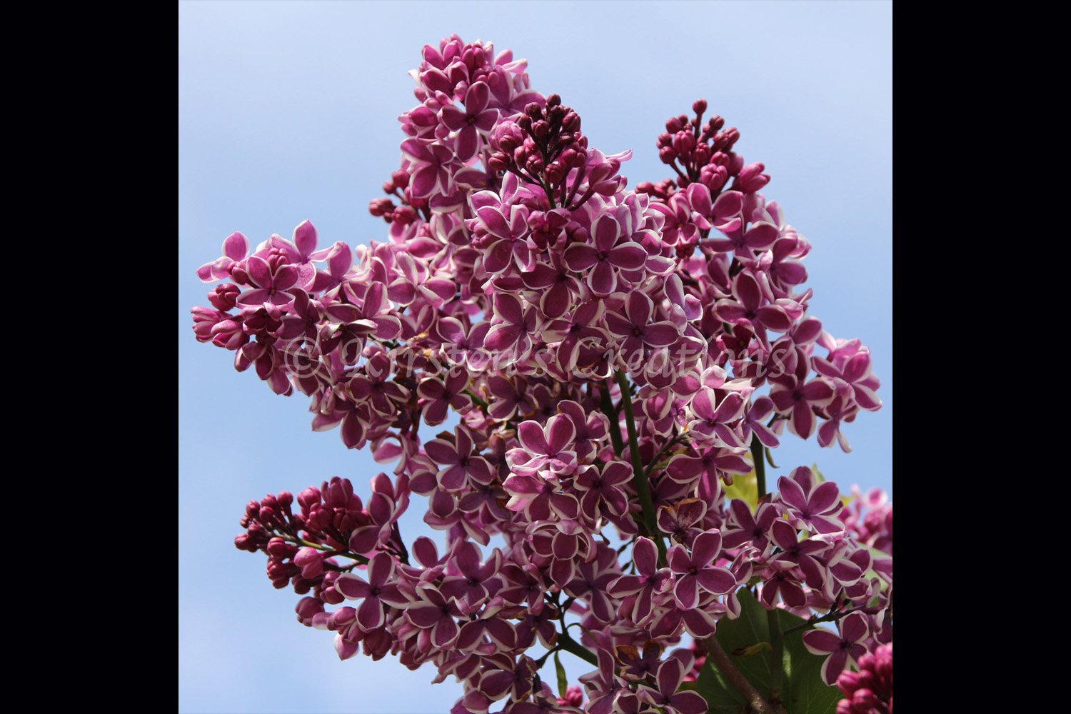 sensation-lilac-2x3.jpg