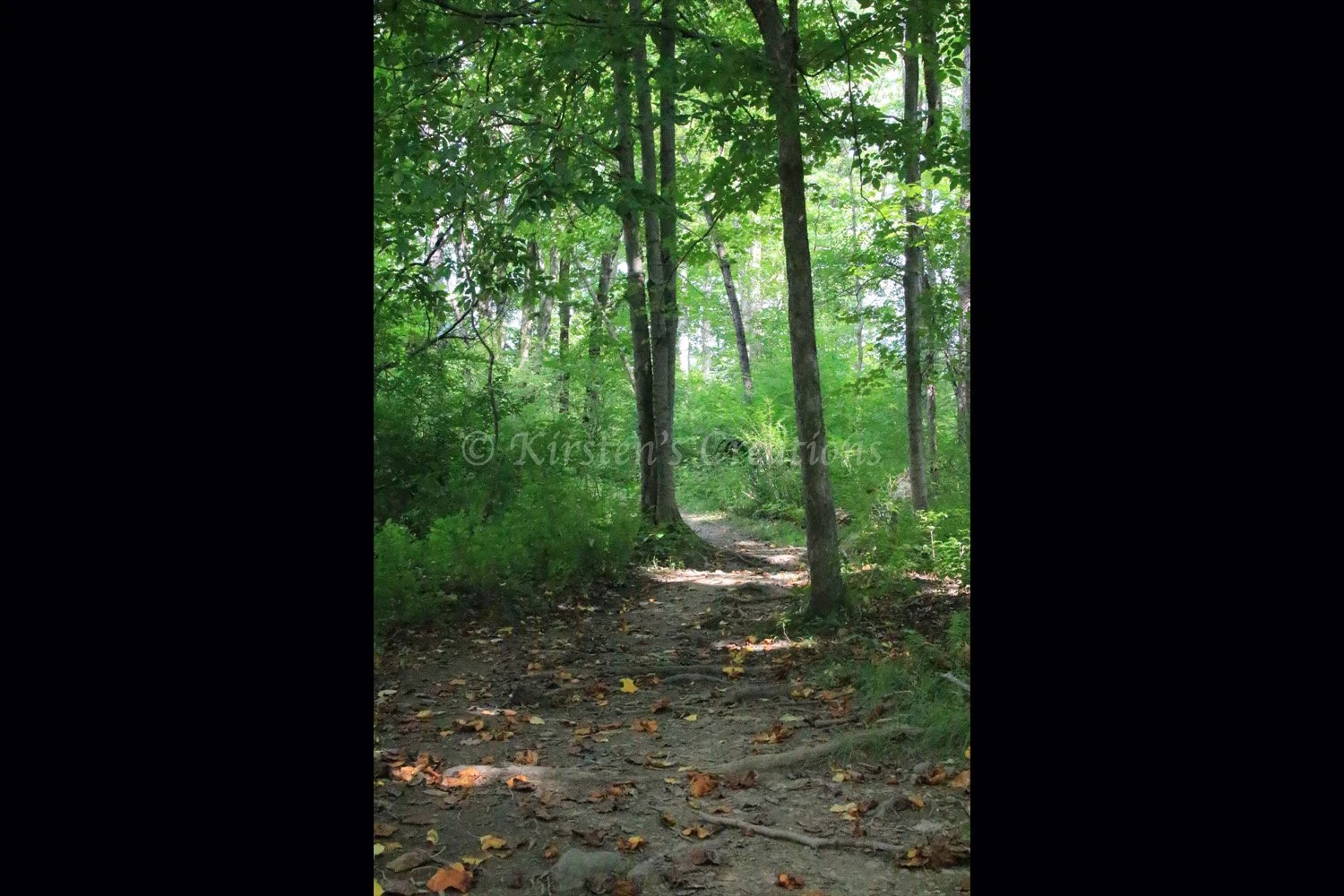 rooted-walk-2x3.jpg