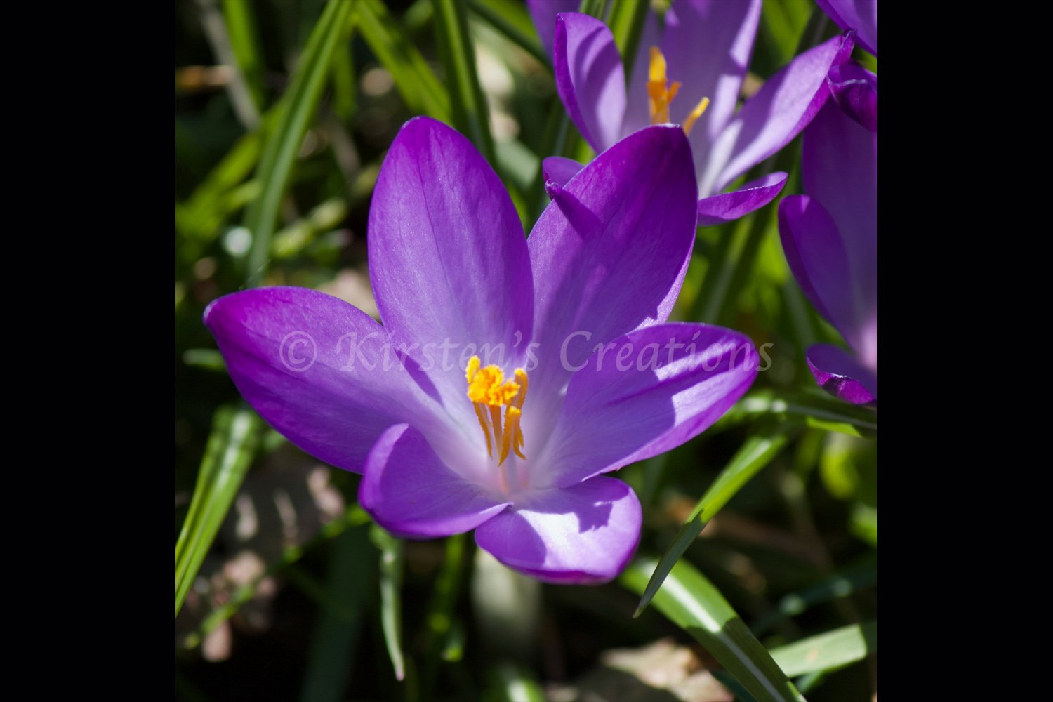 purple-crocus-2x3.jpg