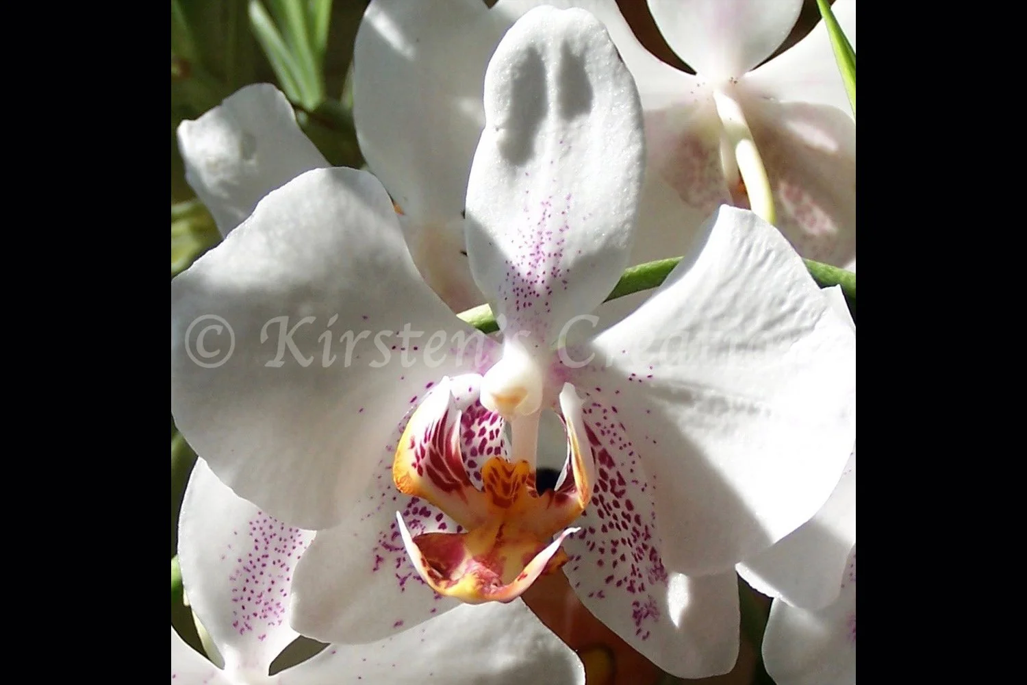 White Orchid Square