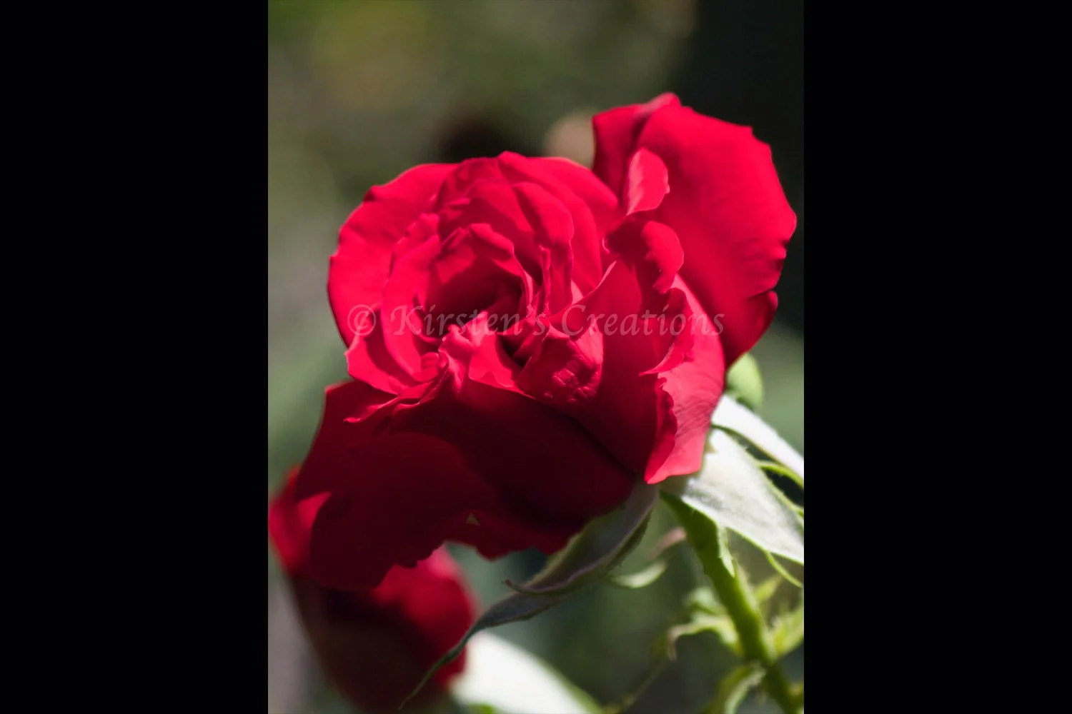 red-rose-angle-2x3.jpg