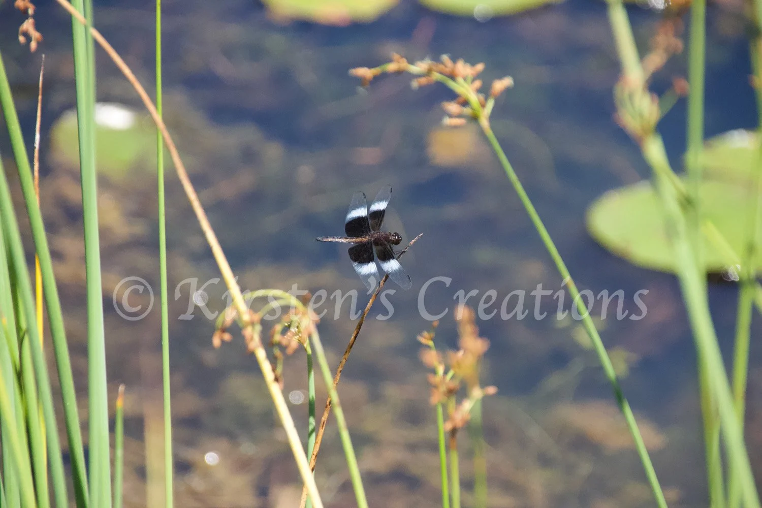 widow-skimmer.jpg