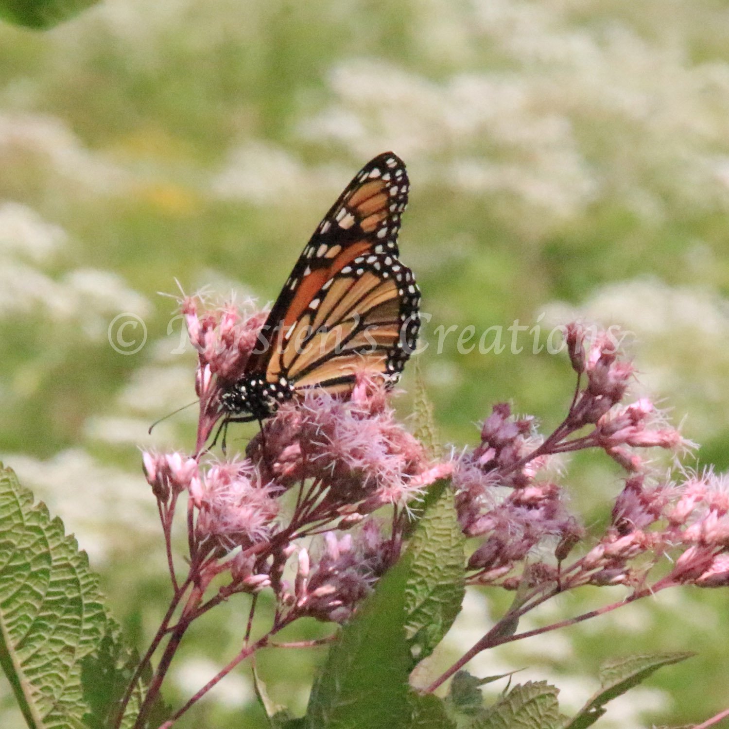 monarch-exploration.jpg