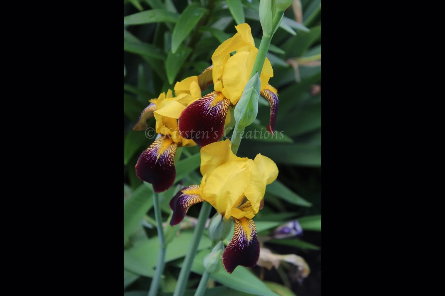 yellow-purple-irises-2x3.jpg