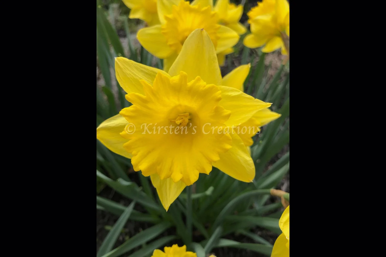 yellow-daffodil-2x3.jpg
