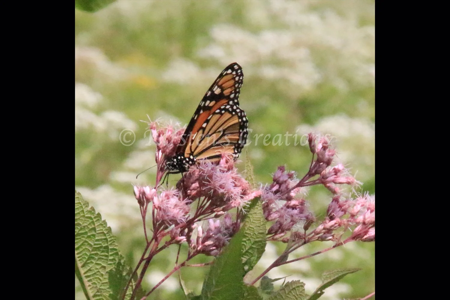 monarch-exploration-2x3.jpg