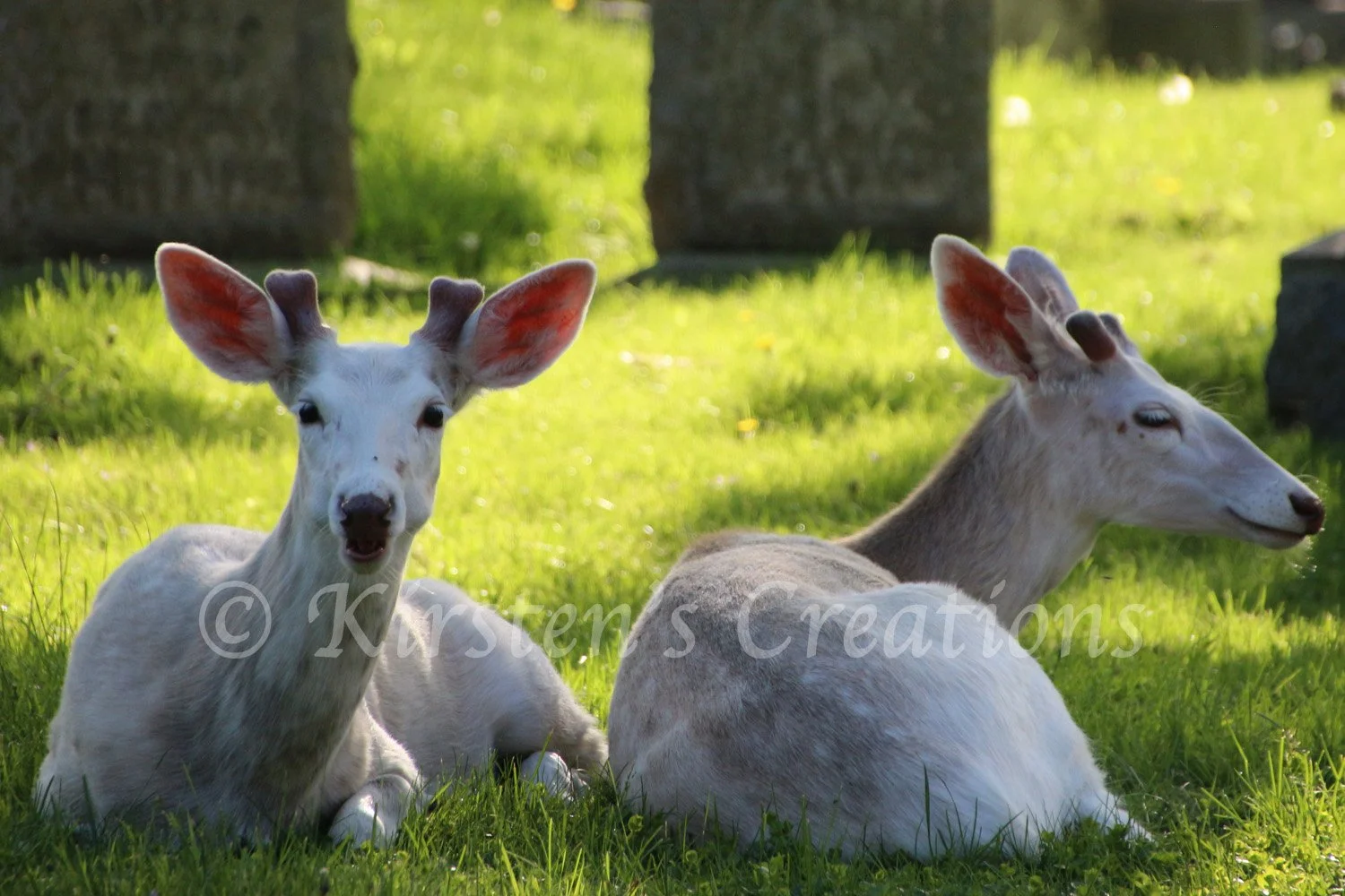 white-deer-forest-lawn.jpg