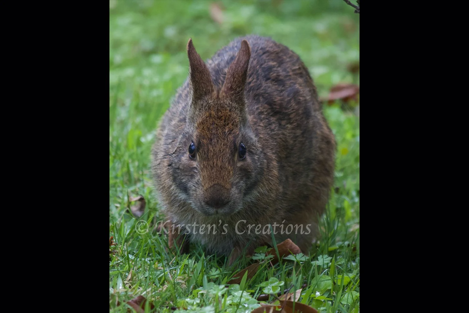 bunny-facing-2x3.jpg