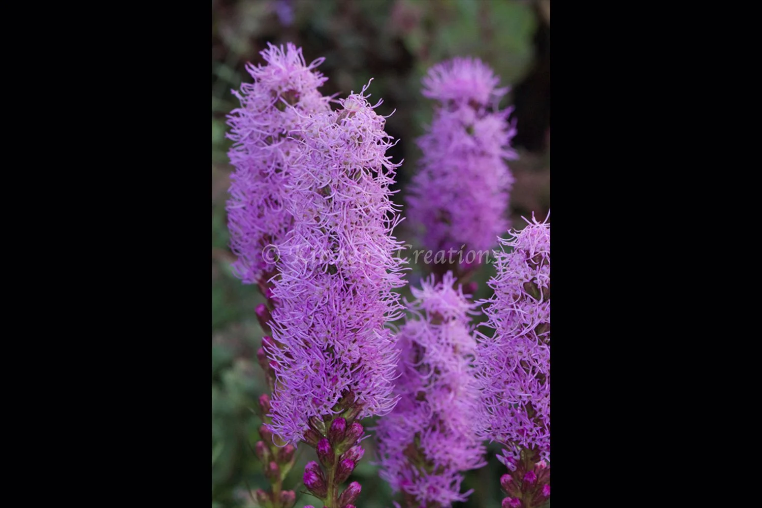 liatris-2x3.jpg