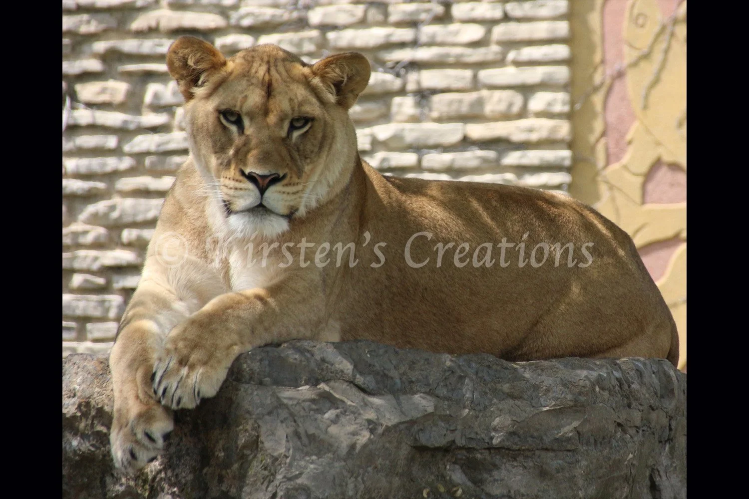 lioness-on-rock-2x3.jpg