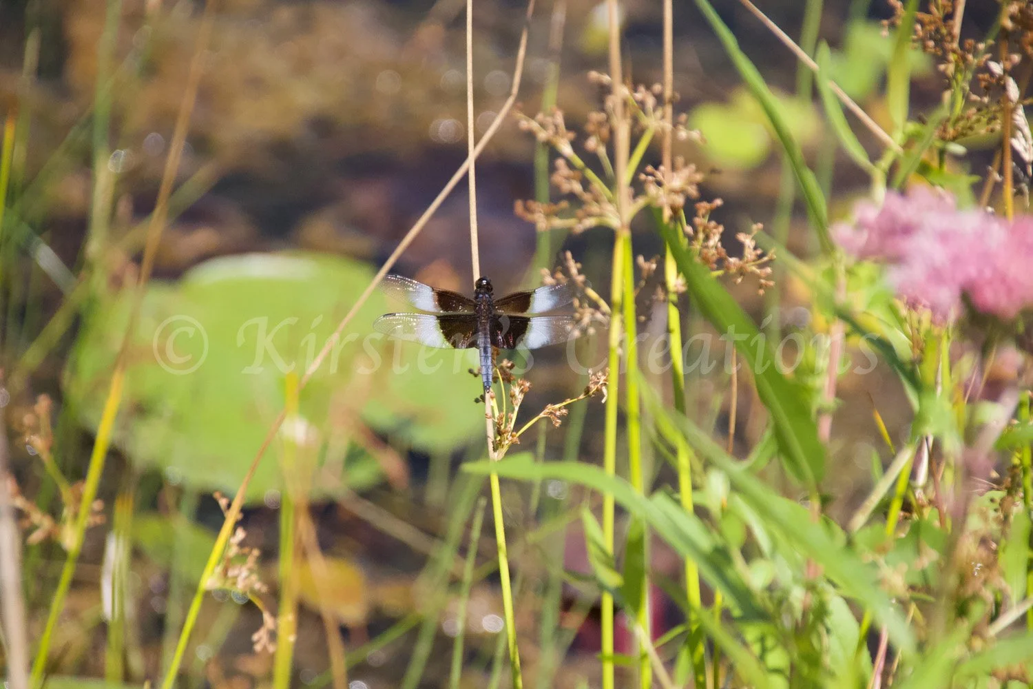 sunning-skimmer.jpg