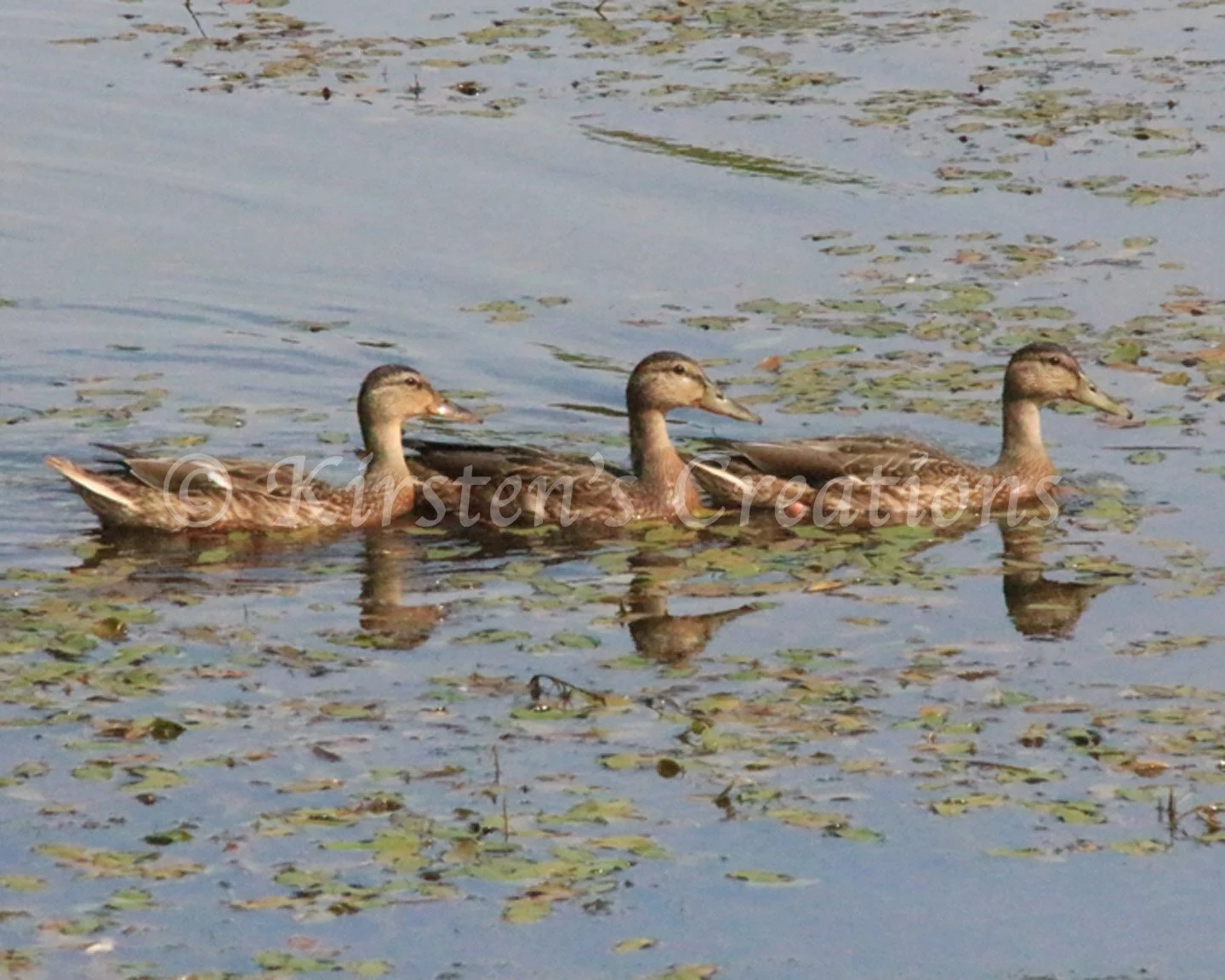 Ducks In A Row