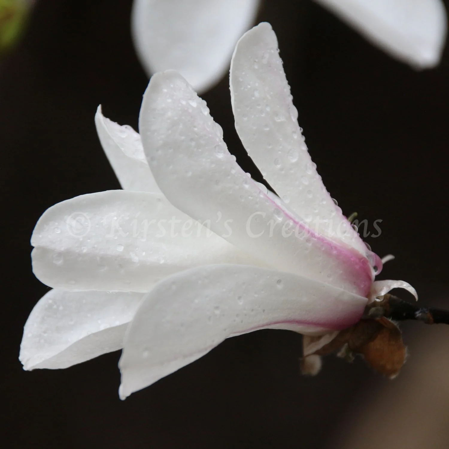 raindrops-and-magnolia-square.jpg