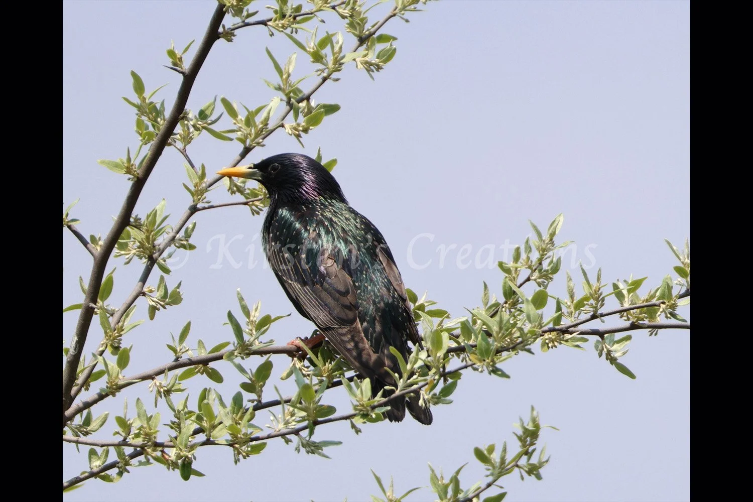 starling-2x3.jpg