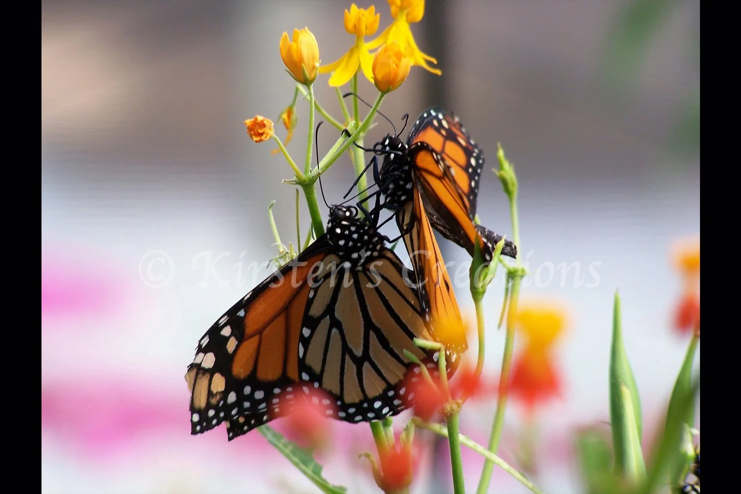 2 Monarchs