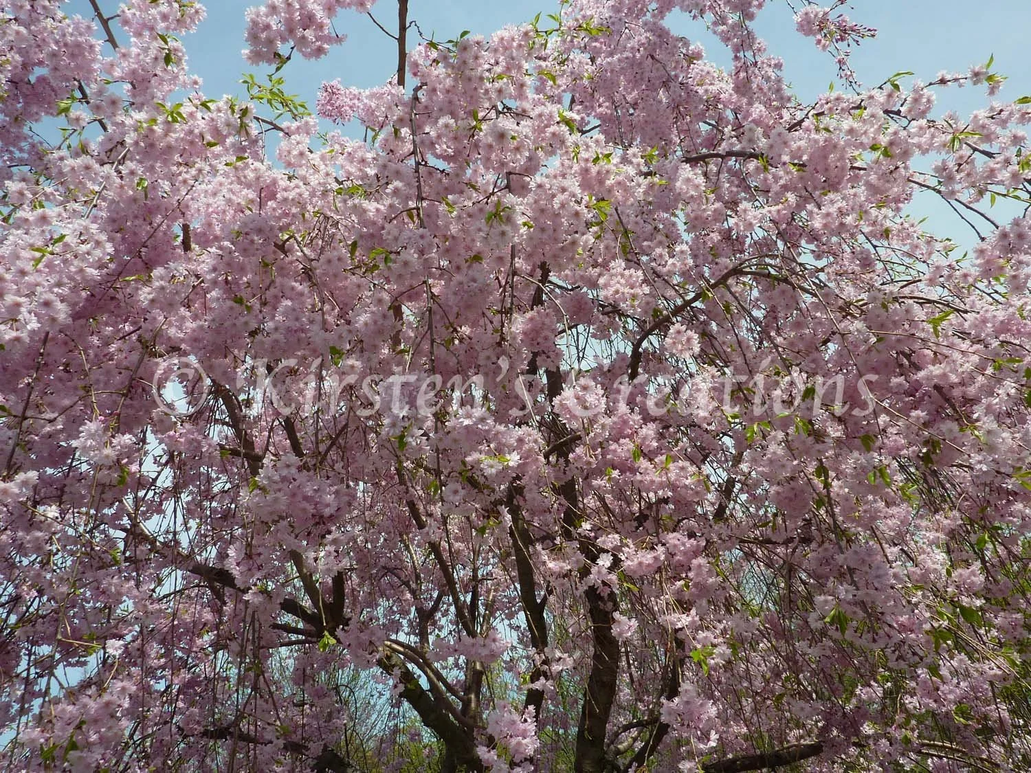 cherry-blossoms-treetop.jpg